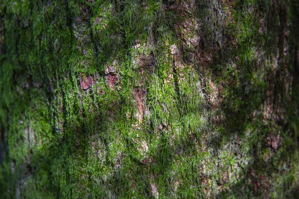 Detailní Záběr Starého Kmene Stromu Pokrytého Zeleným Mechem — Stock fotografie