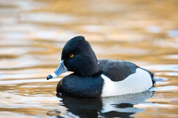 Ein Selektiver Fokus Der Ringelhalsente Die See Königsteich Schwimmt Canada — Stockfoto