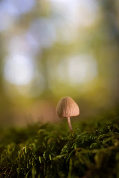 Une Espèce Mycène Champignon Dans Une Forêt Châtaigniers — Photo