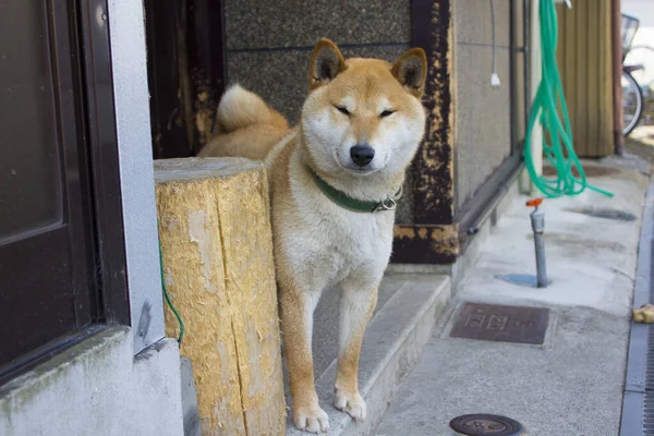 다카야마에서 귀엽게 시바이누라는 강아지가 선택적으로 사격을 — 스톡 사진