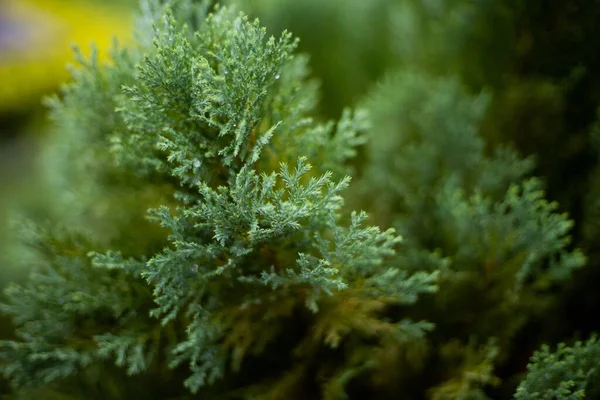 녹색의 향나무를 클로즈업 — 스톡 사진