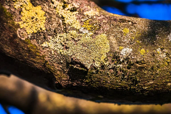 特写的苔藓生长在树枝上 — 图库照片