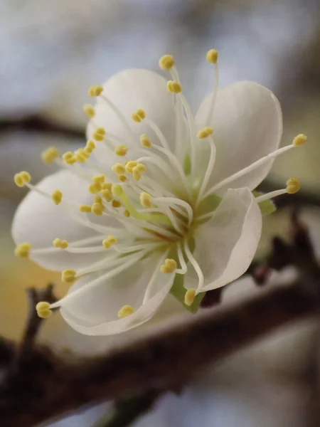 Ytlig Fokusbild Vit Aprikosträd Blomma — Stockfoto