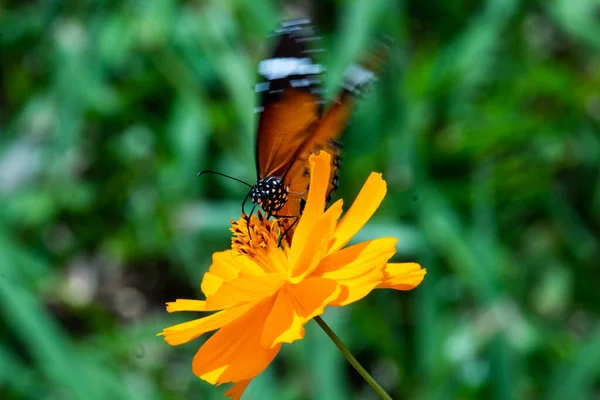 Closeup Macro Focus Shot Butterfly Landing Flower — Stock Photo, Image