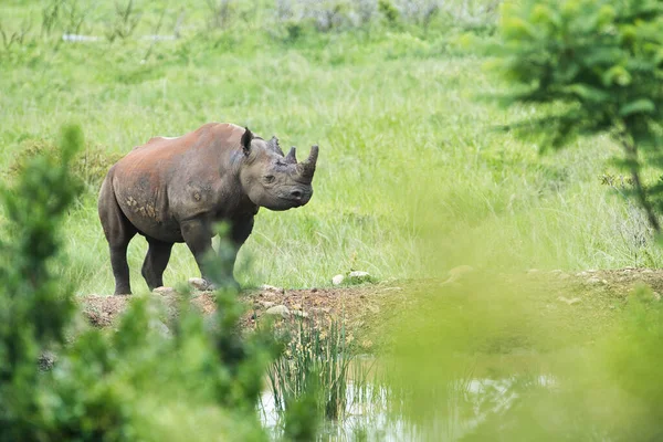 Rhinocéros Mignon Marchant Dans Désert — Photo