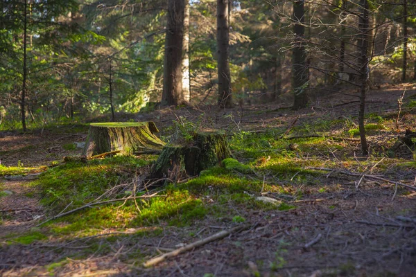 Krásný Záběr Pařezy Stromů Pokryté Zeleným Mechem Lese — Stock fotografie