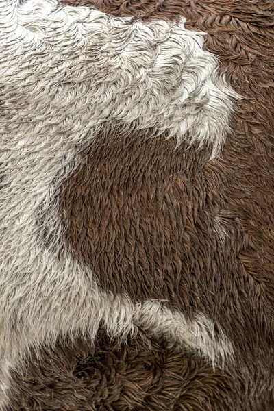 Pół Kształtu Serca Płaszczu Konia Fryzyjskiego Fakturą Detalami Białego Brązowego — Zdjęcie stockowe