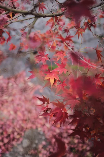 Une Mise Point Sélective Des Belles Feuilles Érable Rouge Japon — Photo