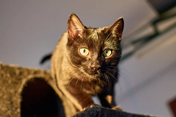 Eine Flache Fokusaufnahme Einer Bombay Katze Mit Flauschigem Maulkorb — Stockfoto