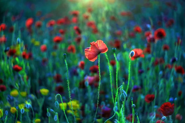 Eine Selektive Fokusaufnahme Blühender Roter Mohnblumen Auf Einem Feld — Stockfoto