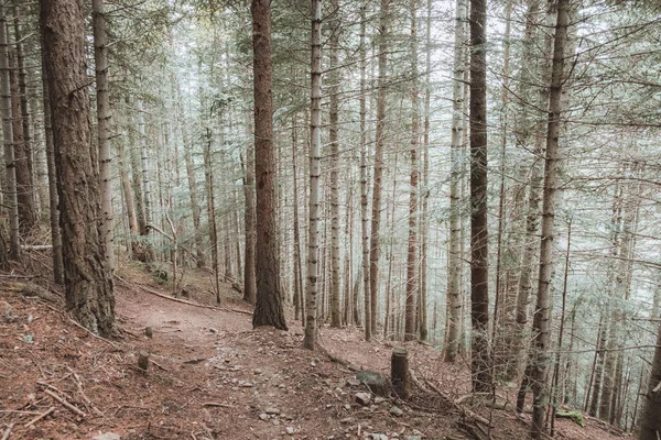 Långa Trädstammar Skogen Dyster — Stockfoto