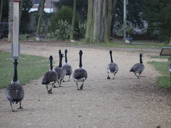 Una Bandada Gansos Caminando Por Sendero Parque —  Fotos de Stock