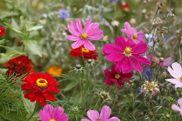 Selektivní Záběr Barevných Kvetoucích Květin Poli — Stock fotografie