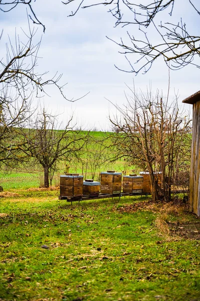 Houten Bijenboxen Het Grasveld Omringd Door Bomen Het Platteland — Stockfoto