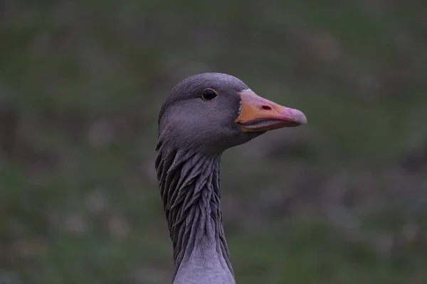 Greylag Goose Anser Anser Fejének Sekély Fókusza Homályos Háttérre — Stock Fotó