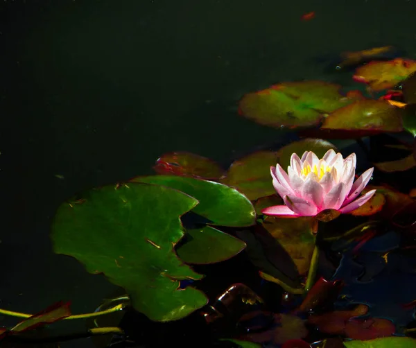 Närbild Helig Lotus Damm Solljuset Med Suddig Bakgrund — Stockfoto