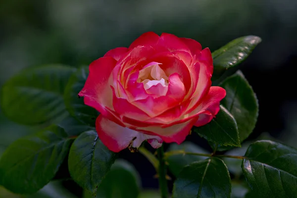 Enfoque Selectivo Una Hermosa Floración — Foto de Stock