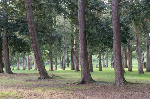 Egy Kép Fákról Egy Gyönyörű Parkban — Stock Fotó