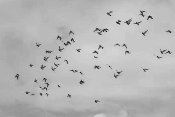 Tiro Escala Grises Pájaros Volando Cielo Nublado —  Fotos de Stock