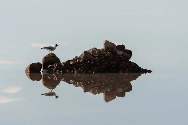 Кусок Земли Воде Птицей Сидящей Нем Отражается Воде — стоковое фото