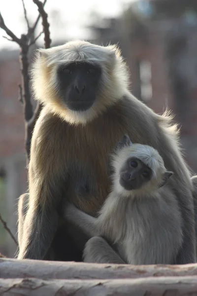 Disparo Vertical Una Madre Mono Surilis Con Bebé —  Fotos de Stock