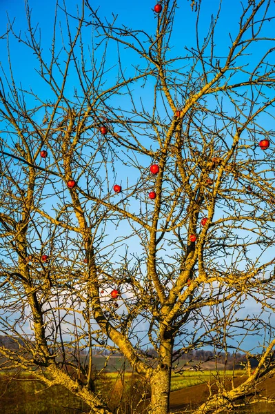Vertikal Bild Ett Äppelträd Med Äpplen Dagtid — Stockfoto