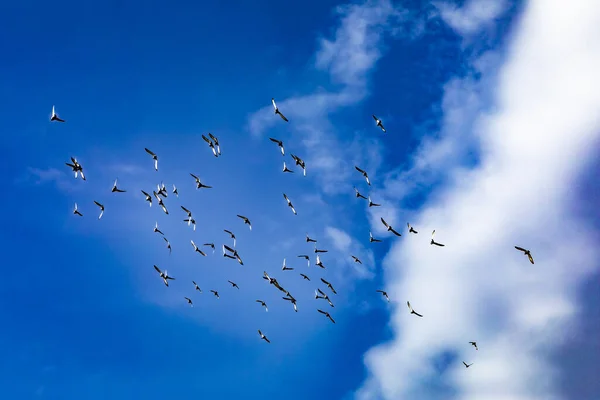 晴れた日に青い空を飛ぶ鳥たち — ストック写真