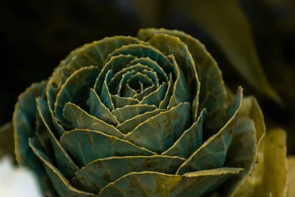 Närbild Skott Kål Blommor — Stockfoto