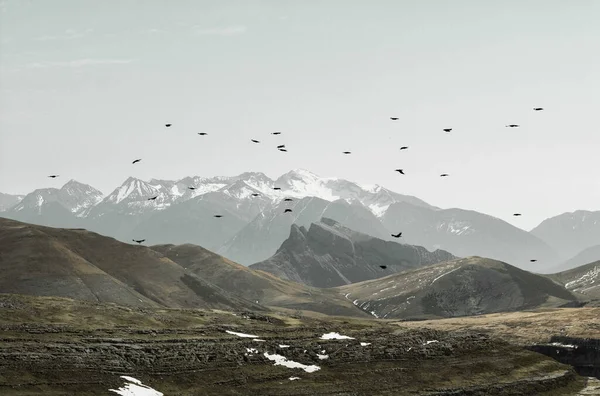 Une Belle Vue Sur Les Oiseaux Volant Dessus Des Montagnes — Photo