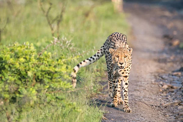 Guepardo Sabana África — Foto de Stock