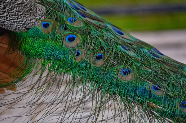 Gros Plan Plumes Paon Colorées — Photo