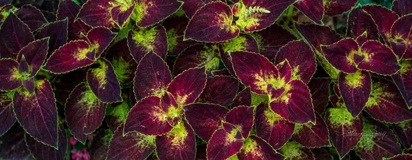 Een Prachtige Opname Van Coleus Violet Patroon Bloemen Tuin — Stockfoto