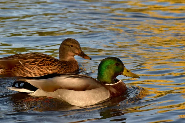 一对鸭夫妇在平静的湖水上漂浮 — 图库照片