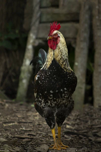 Vertical Selective Focus Shot Colorful Rooster Farm — Stock Photo, Image