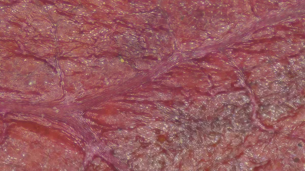 コピースペース付きの詳細な赤い煙ブッシュの葉のクローズアップショット — ストック写真