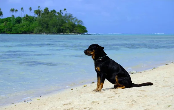 Lindo Cachorro Negro Solo Una Playa —  Fotos de Stock