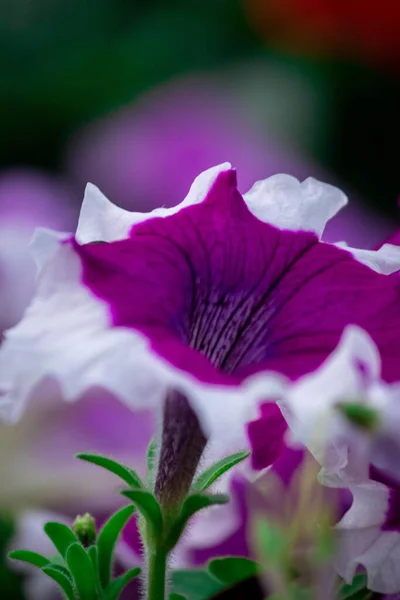 Tiro Close Uma Bela Flor — Fotografia de Stock