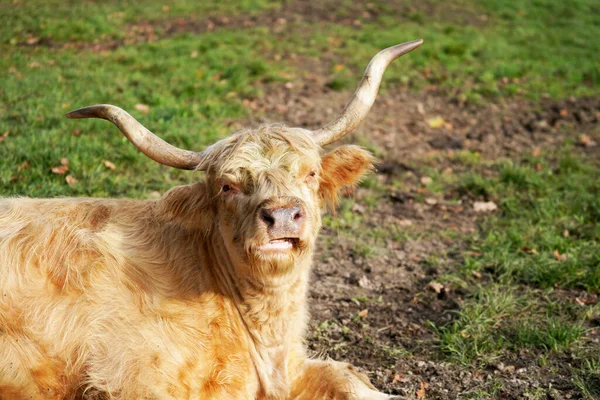 Una Vaca Escocesa Pastando Prado —  Fotos de Stock