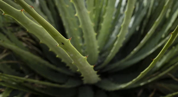 Detailní Záběr Zelené Aloe Listy Rozmazaném Pozadí — Stock fotografie