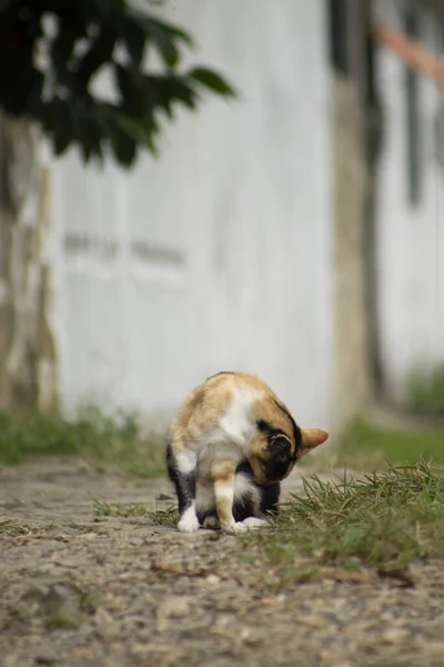 Disparo Vertical Hermoso Gato Calico Lamiéndose Mismo —  Fotos de Stock