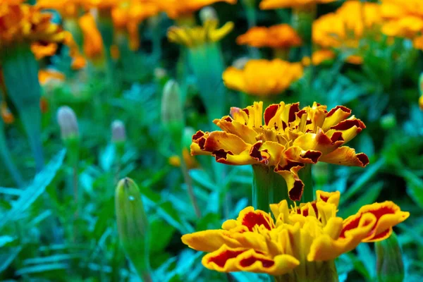 Tiro Close Uma Bela Flor Calêndula — Fotografia de Stock