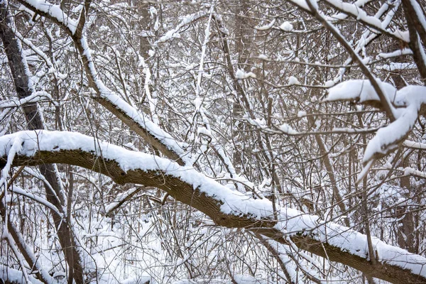 Hermoso Paisaje Invierno East Don Park Toronto Canadá — Foto de Stock