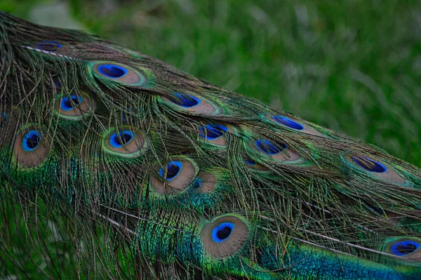 Detailní Záběr Barevného Páva — Stock fotografie