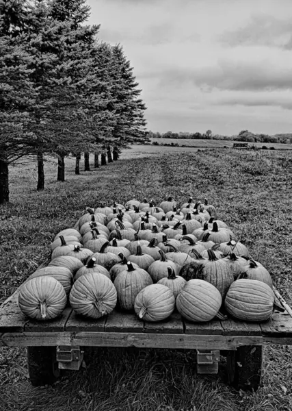 Een Verticaal Grijswaarden Shot Van Pompoenen Een Houten Tabblad — Stockfoto