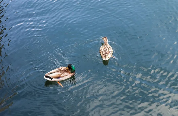 Tiro Ángulo Alto Pareja Aduck Flotando Lago Tranquilo Agua —  Fotos de Stock