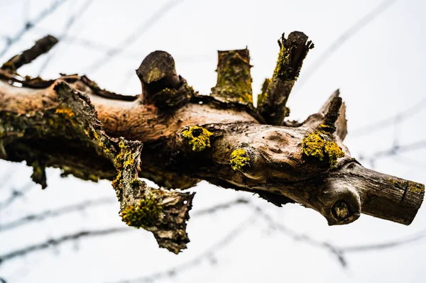Nízký Úhel Záběru Větve Stromu Pokryté Žlutým Lišejníkem — Stock fotografie