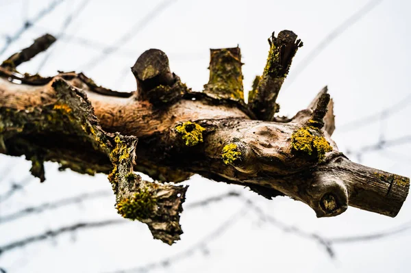 Colpo Basso Angolo Ramo Albero Coperto Lichene Giallo — Foto Stock