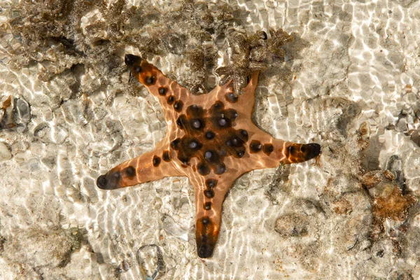 Tiro Perto Uma Estrela Mar Água Cristalina — Fotografia de Stock