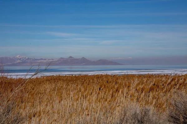 Grassig Strand Bij Zee Onder Een Blauwe Lucht — Stockfoto