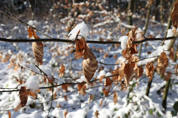 Selektivní Zaostření Suchého Listí Větvích Během Zimy — Stock fotografie